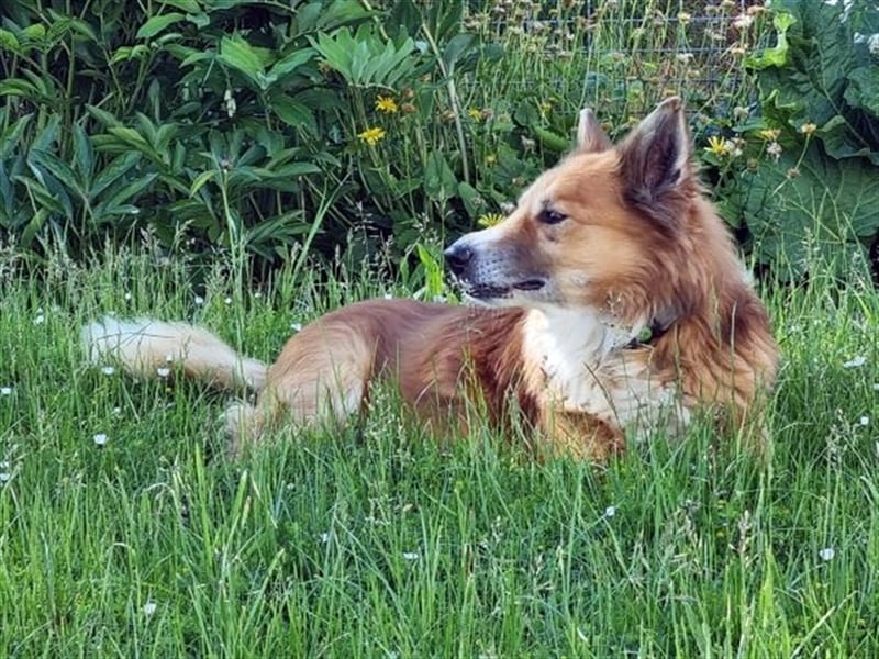 Benji, Collie Mischling, geb. 2013, liebenswerter Senior sucht seine Familie
