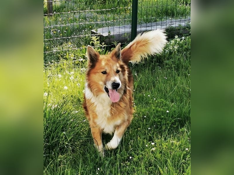 Benji, Collie Mischling, geb. 2013, liebenswerter Senior sucht seine Familie