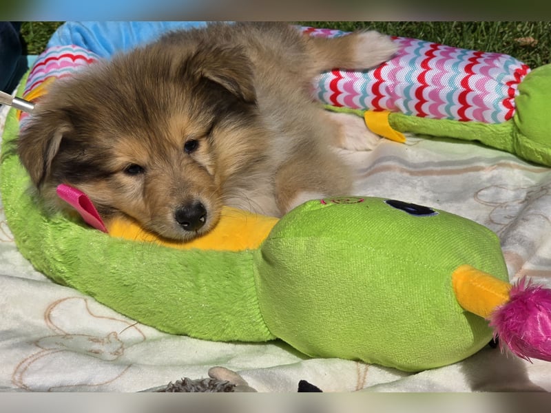 Colliewelpen