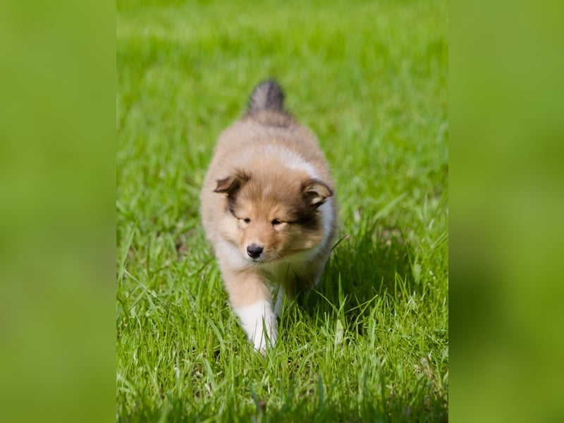 Wundervolle Collie-Welpen suchen ein liebevolles Zuhause
