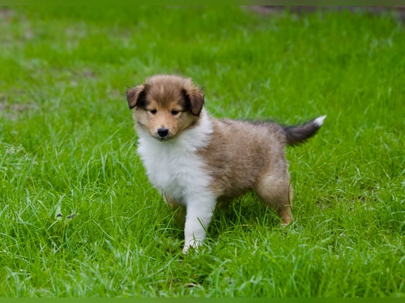 Wundervolle Collie-Welpen suchen ein liebevolles Zuhause