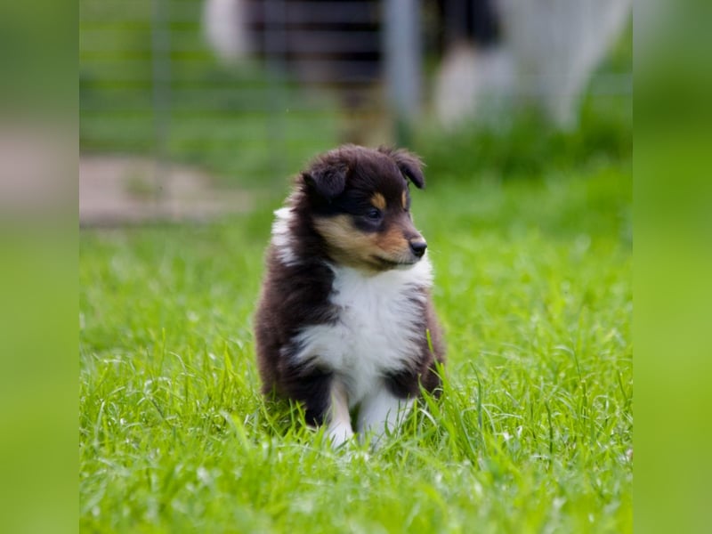 Wundervolle Collie-Welpen suchen ein liebevolles Zuhause