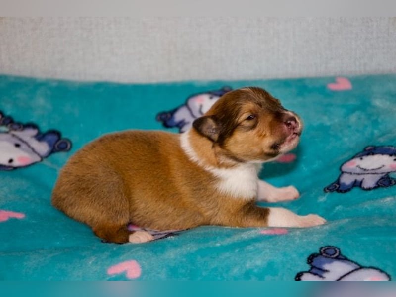 Wundervolle Collie-Welpen suchen ein liebevolles Zuhause