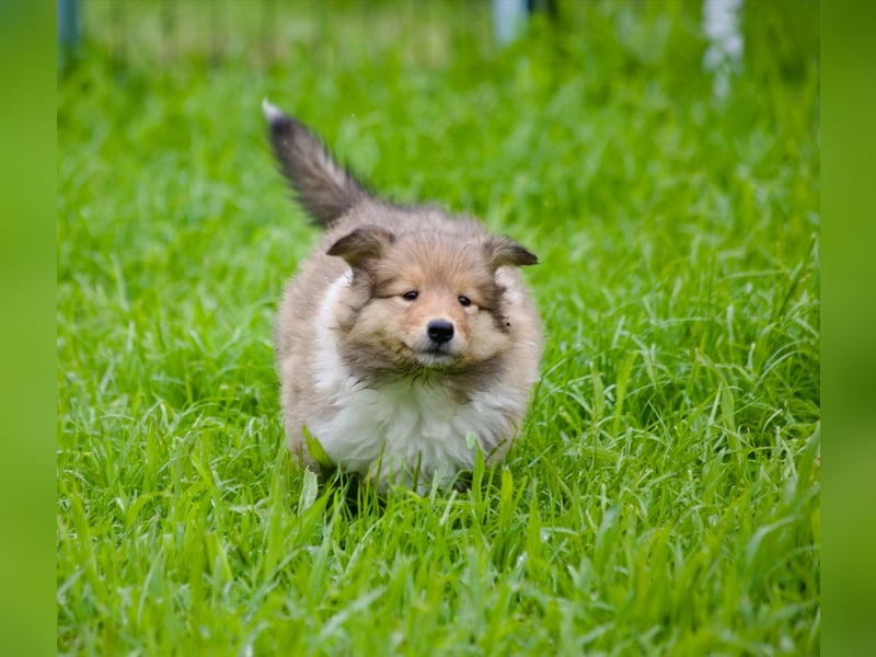 Wundervolle Collie-Welpen suchen ein liebevolles Zuhause