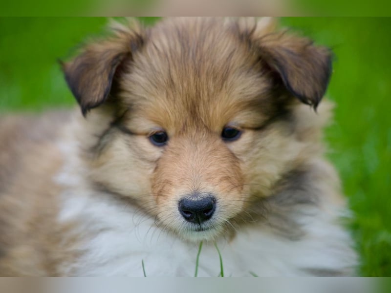 Wundervolle Collie-Welpen suchen ein liebevolles Zuhause