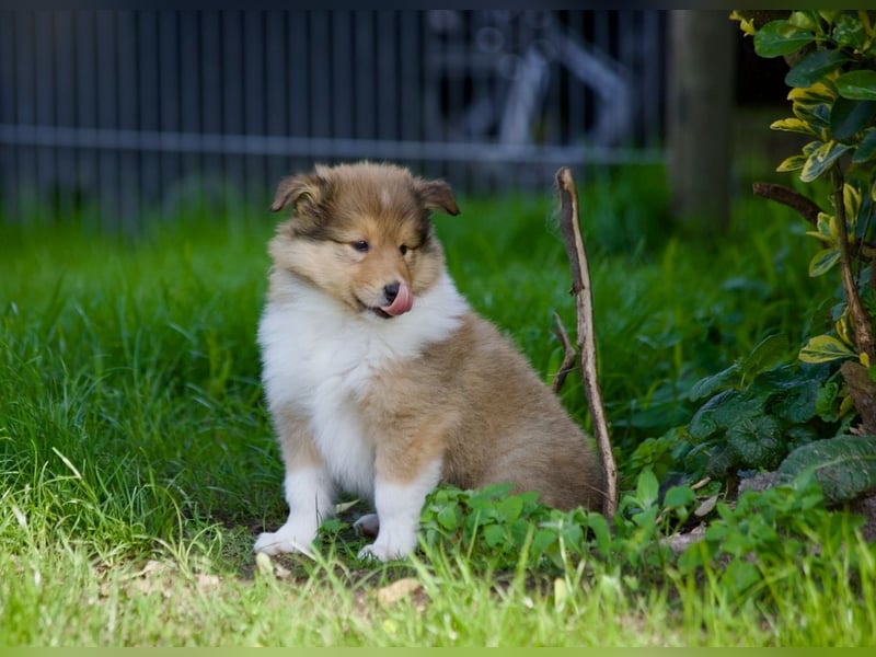 Wundervolle Collie-Welpen suchen ein liebevolles Zuhause