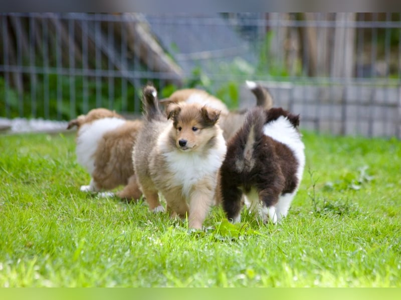 Wundervolle Collie-Welpen suchen ein liebevolles Zuhause