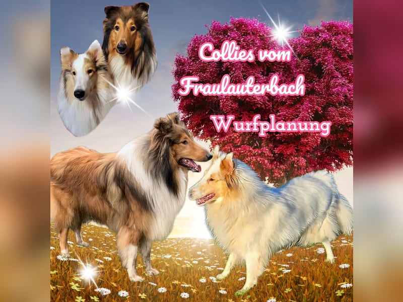 Championverpaarung Collie Amerikanische Linie 25 Juni