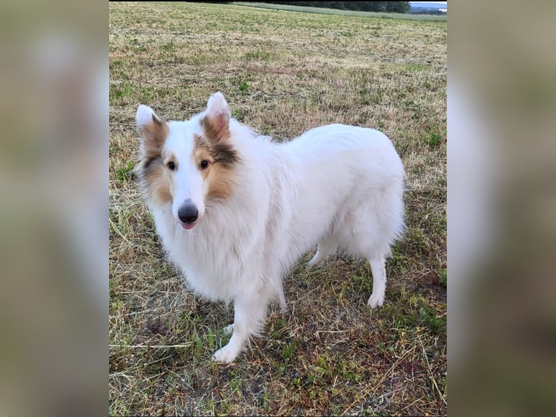 Championverpaarung Collie Amerikanische Linie 25 Juni