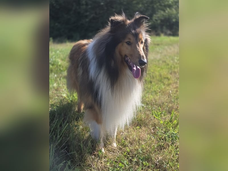 Championverpaarung Collie Amerikanische Linie 25 Juni