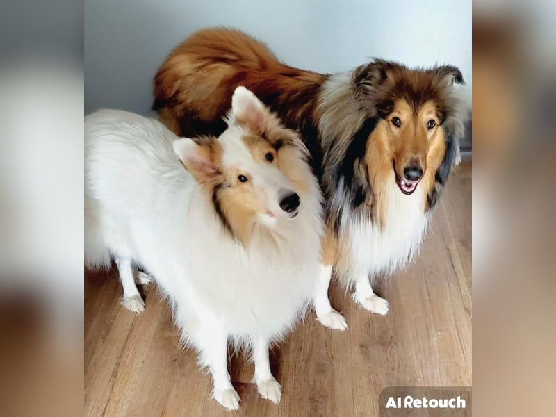 Championverpaarung Collie Amerikanische Linie 25 Juni