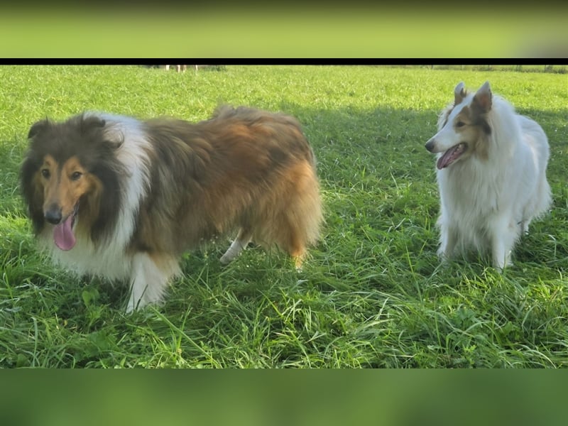 Championverpaarung Collie Amerikanische Linie 25 Juni