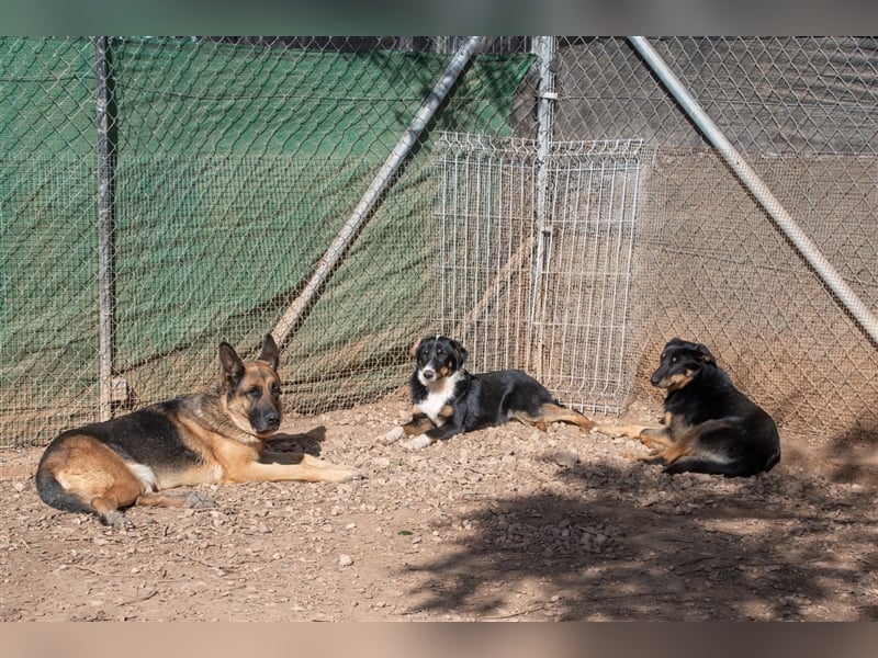David-Vergessener Schatz will entdeckt werden-wartet im Tierheim 79312 Emmendingen