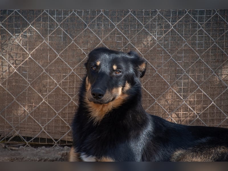David-Vergessener Schatz will entdeckt werden-wartet im Tierheim 79312 Emmendingen