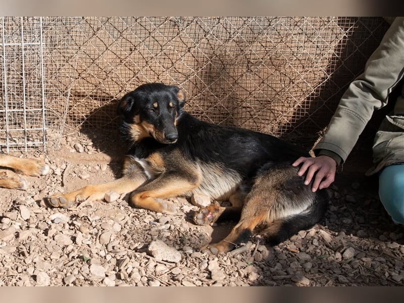 David-Vergessener Schatz will entdeckt werden-wartet im Tierheim 79312 Emmendingen