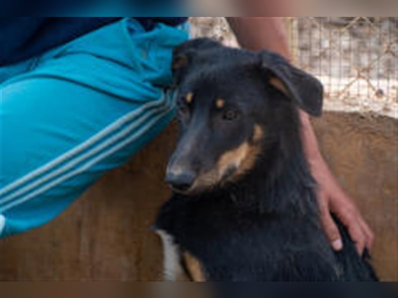 David-Vergessener Schatz will entdeckt werden-wartet im Tierheim 79312 Emmendingen