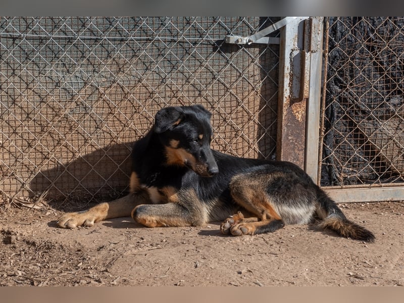 David-Vergessener Schatz will entdeckt werden-wartet im Tierheim 79312 Emmendingen