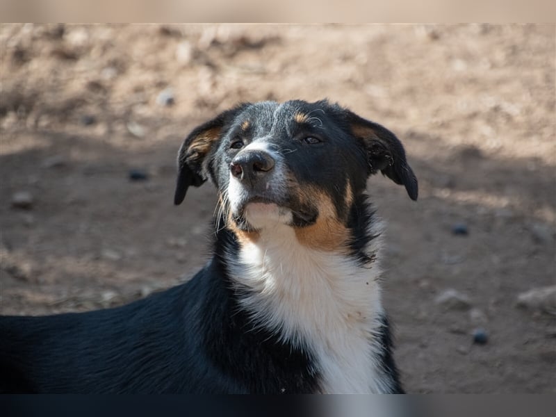David-Vergessener Schatz will entdeckt werden-wartet im Tierheim 79312 Emmendingen