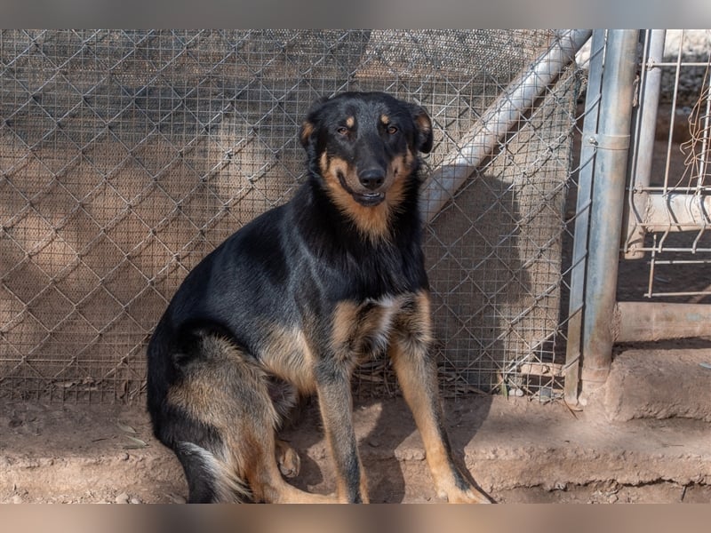 David-Vergessener Schatz will entdeckt werden-wartet im Tierheim 79312 Emmendingen