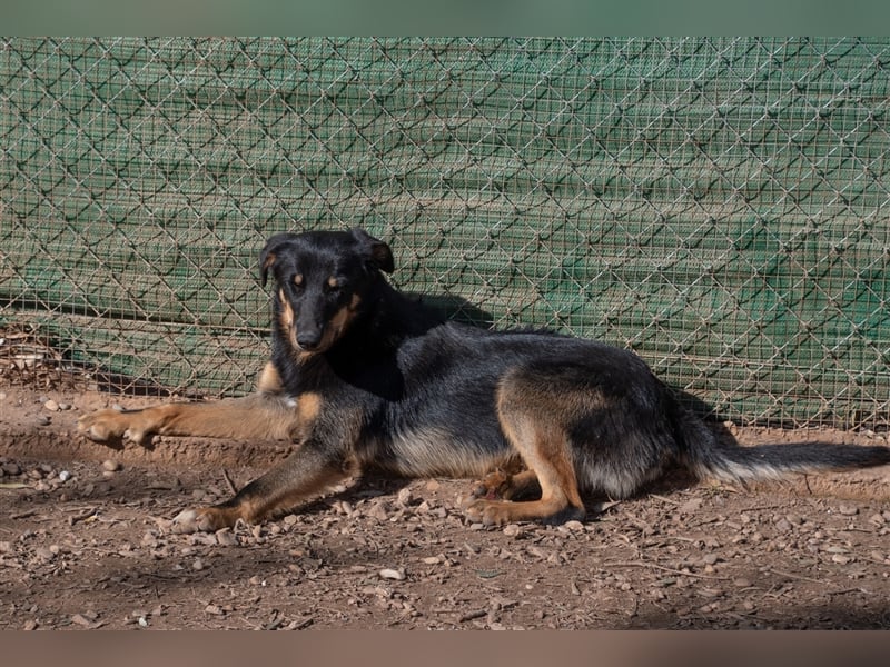 David-Vergessener Schatz will entdeckt werden-wartet im Tierheim 79312 Emmendingen