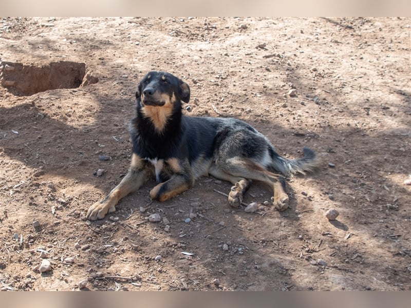 David-Vergessener Schatz will entdeckt werden-wartet im Tierheim 79312 Emmendingen