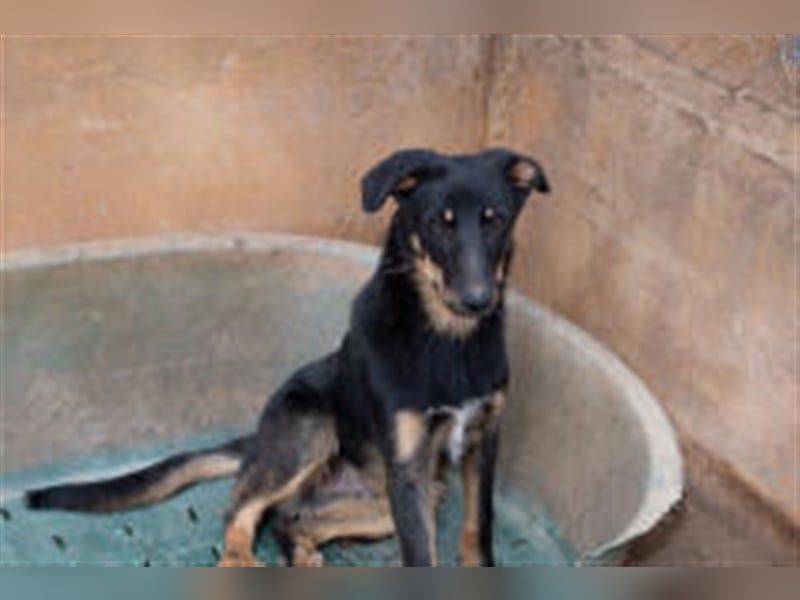 David-Vergessener Schatz will entdeckt werden-wartet im Tierheim 79312 Emmendingen