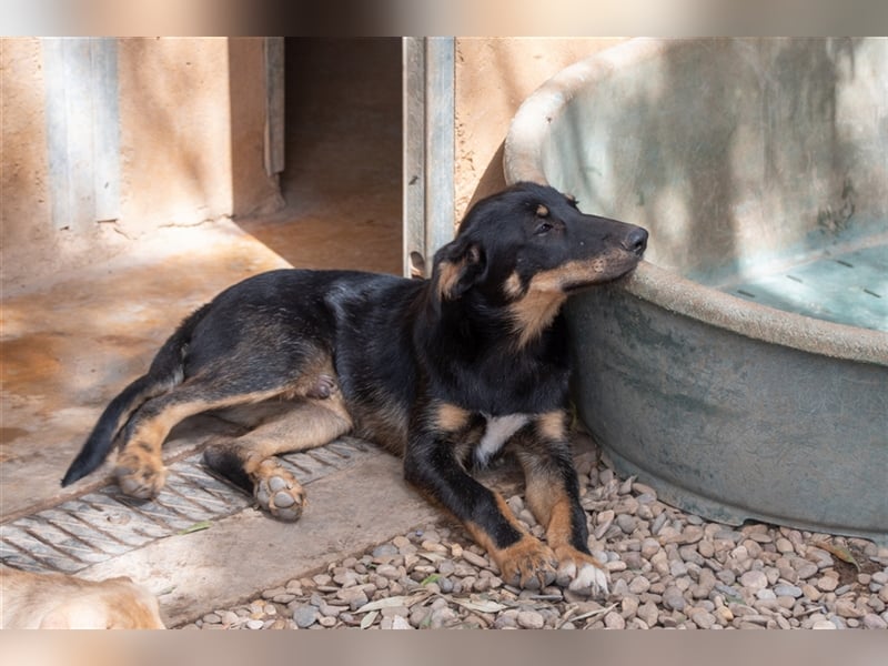 David-Vergessener Schatz will entdeckt werden-wartet im Tierheim 79312 Emmendingen
