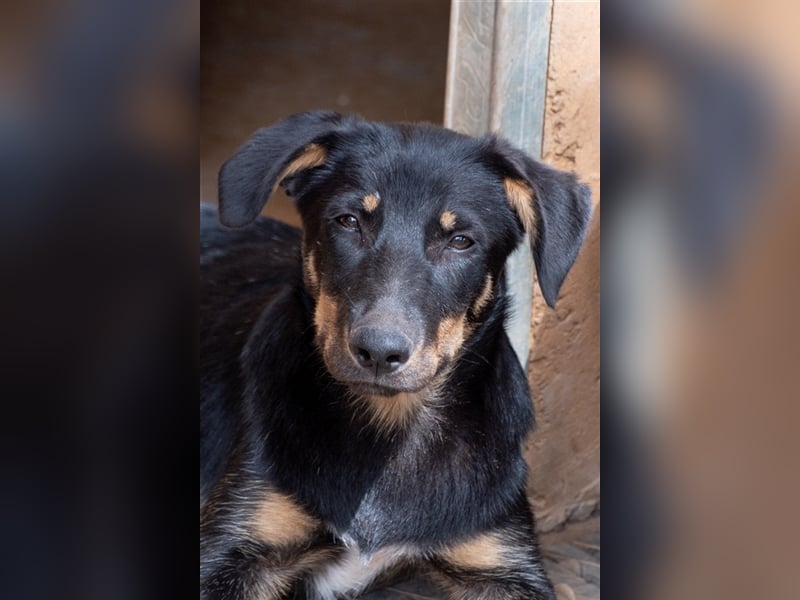 David-Vergessener Schatz will entdeckt werden-wartet im Tierheim 79312 Emmendingen