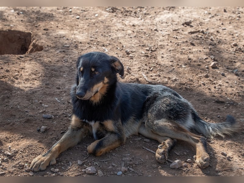 David-Vergessener Schatz will entdeckt werden-wartet im Tierheim 79312 Emmendingen