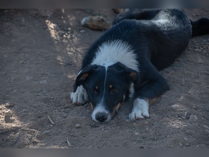 David-Vergessener Schatz will entdeckt werden-wartet im Tierheim 79312 Emmendingen