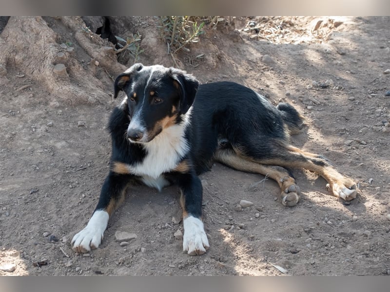 David-Vergessener Schatz will entdeckt werden-wartet im Tierheim 79312 Emmendingen