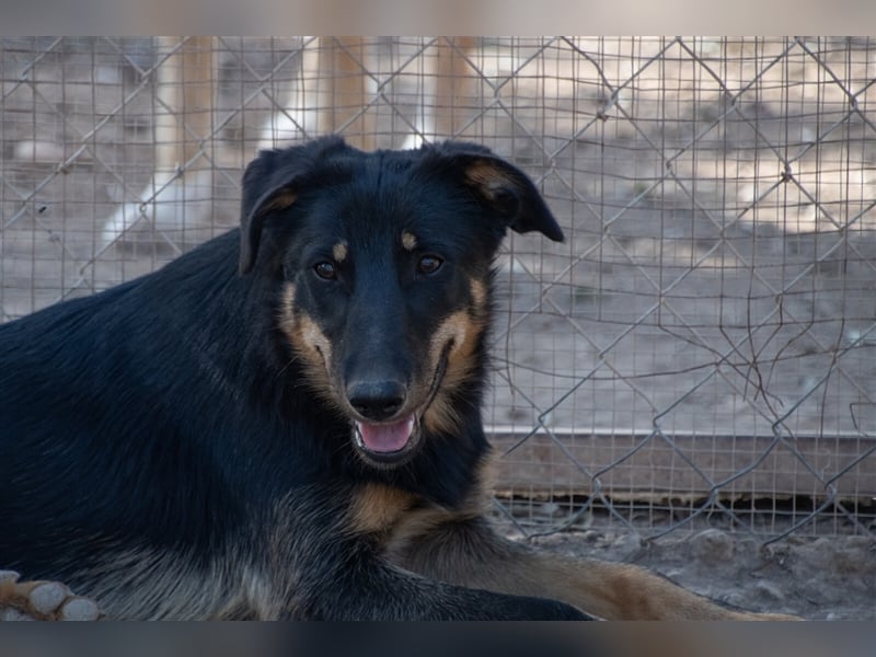 David-Vergessener Schatz will entdeckt werden-wartet im Tierheim 79312 Emmendingen