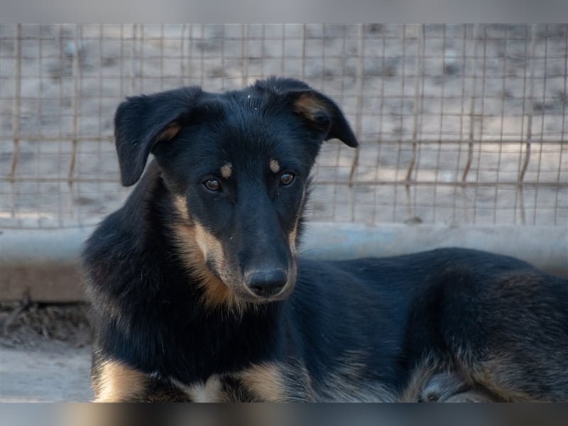 David-Vergessener Schatz will entdeckt werden-wartet im Tierheim 79312 Emmendingen