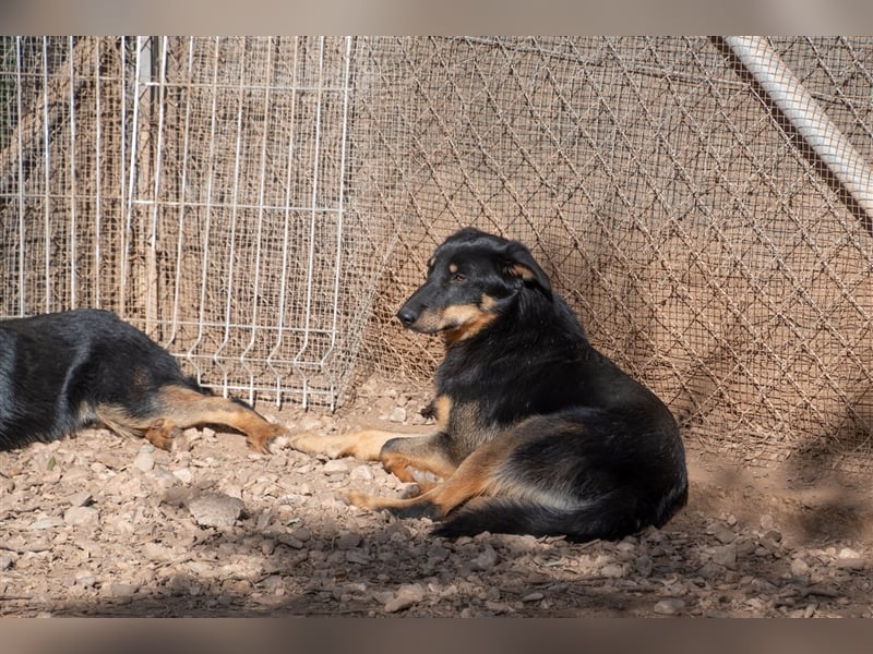 David-Vergessener Schatz will entdeckt werden-wartet im Tierheim 79312 Emmendingen