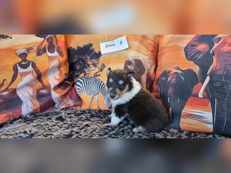 Noch 3 Collie Welpen mit Ami linien