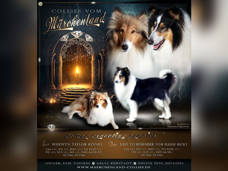 Noch 3 Collie Welpen mit Ami linien