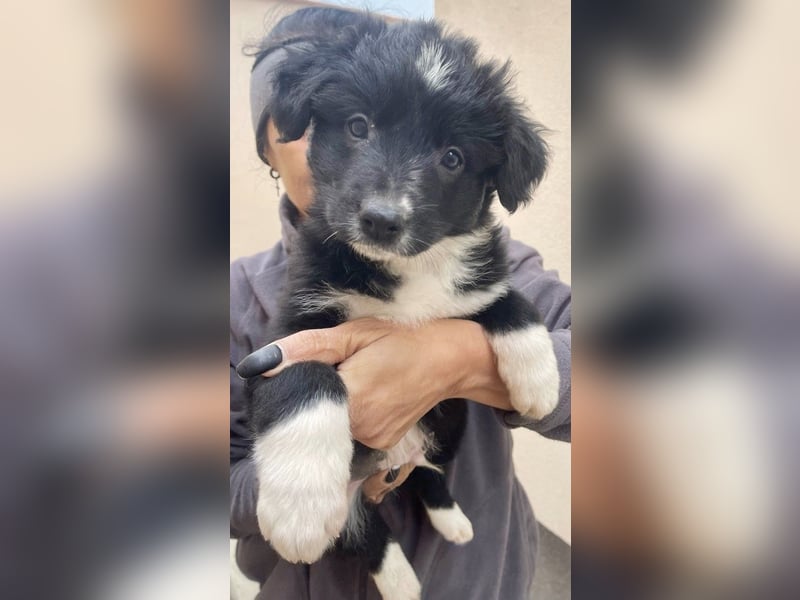 zuckersüßer Senna sucht Zuhause oder Pflegestelle!