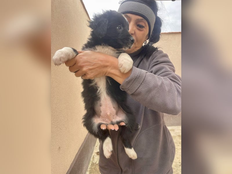 zuckersüßer Senna sucht Zuhause oder Pflegestelle!
