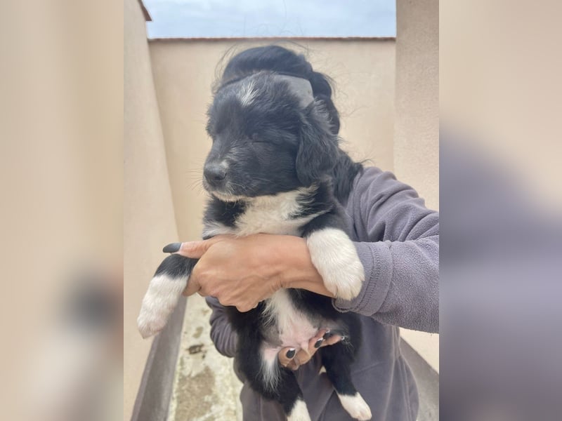 zuckersüßer Senna sucht Zuhause oder Pflegestelle!