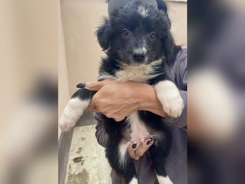 zuckersüßer Senna sucht Zuhause oder Pflegestelle!