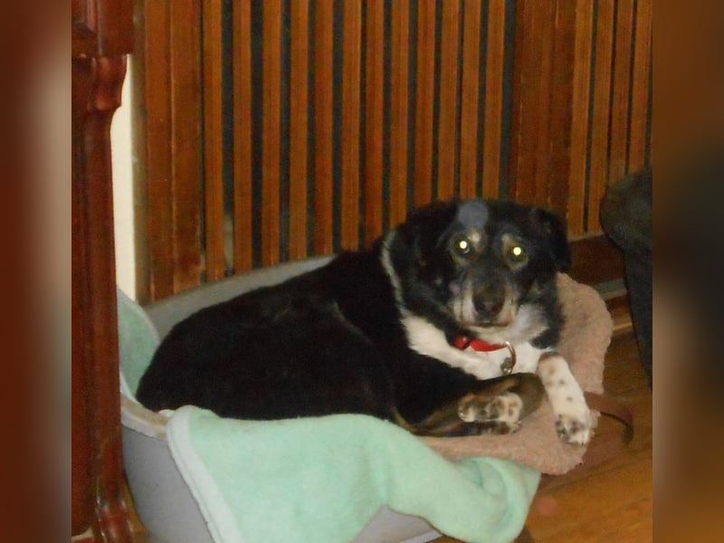 Rudi: Collie-Mix; ruhig, ausgeglichen, bescheiden, leinenführig, stubenrein, kann allein bleiben