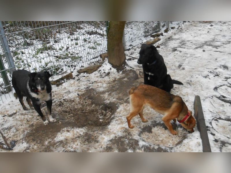Rudi: Collie-Mix; ruhig, ausgeglichen, bescheiden, leinenführig, stubenrein, kann allein bleiben
