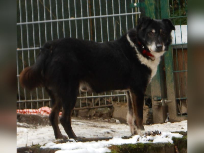 Rudi: Collie-Mix; ruhig, ausgeglichen, bescheiden, leinenführig, stubenrein, kann allein bleiben
