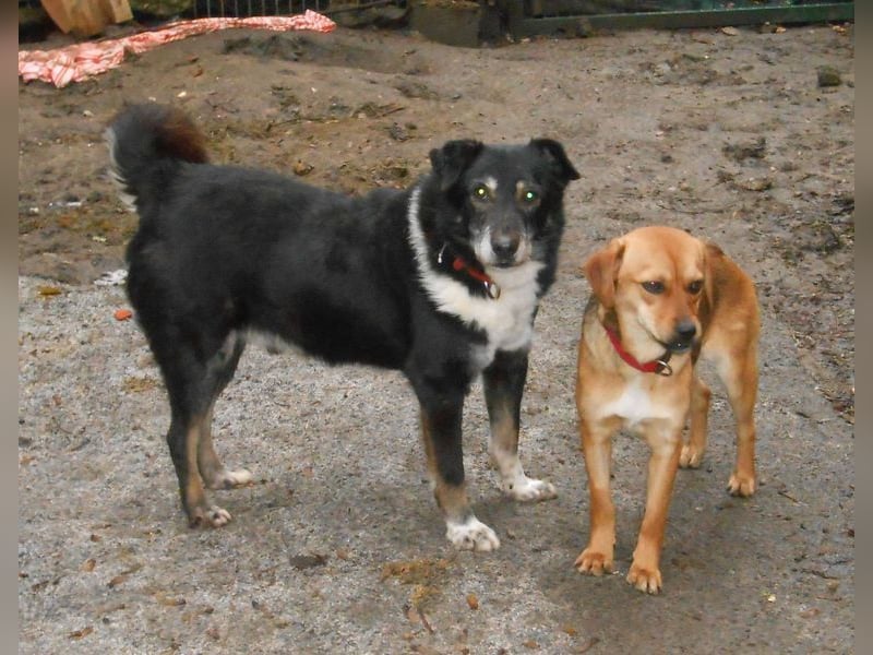 Rudi: Collie-Mix; ruhig, ausgeglichen, bescheiden, leinenführig, stubenrein, kann allein bleiben