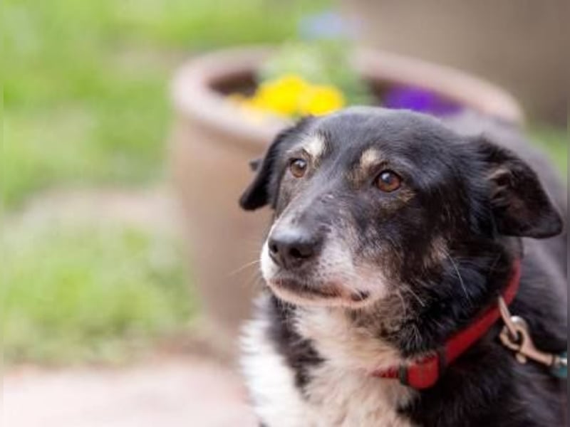 Rudi: Collie-Mix; ruhig, ausgeglichen, bescheiden, leinenführig, stubenrein, kann allein bleiben