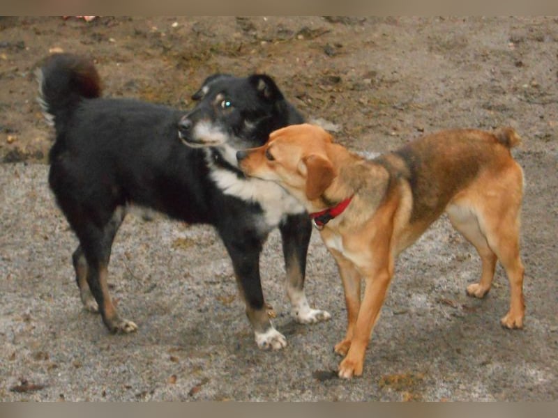 Rudi: Collie-Mix; ruhig, ausgeglichen, bescheiden, leinenführig, stubenrein, kann allein bleiben