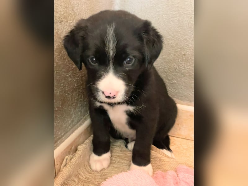 Enzo wartet auf sein Für-Immer-Zuhause
