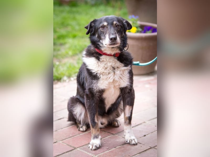 Rudi: Collie-Mix; ruhig, ausgeglichen, bescheiden, leinenführig, stubenrein, kann allein bleiben