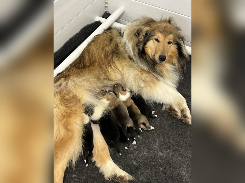 Colliewelpen in dark-sable und tricolour!