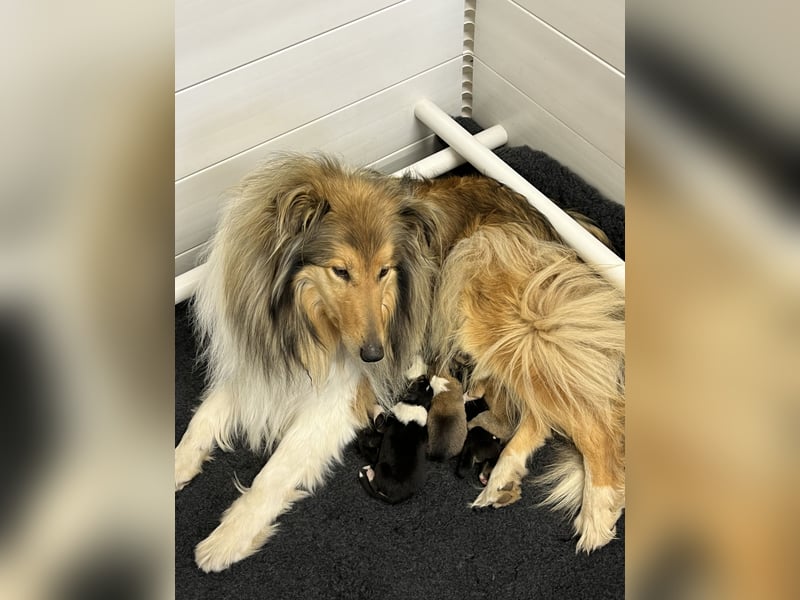 Colliewelpen in dark-sable und tricolour!